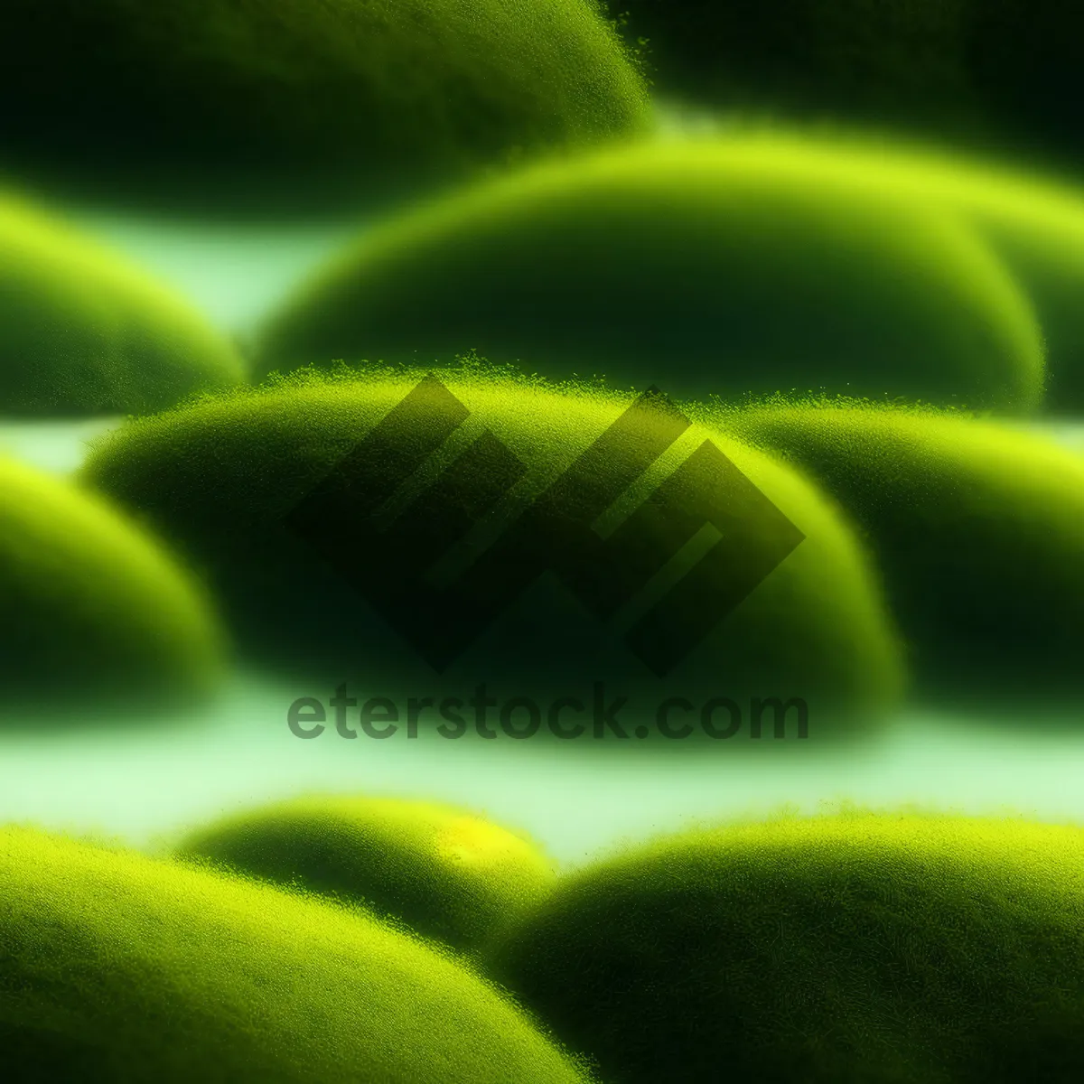 Picture of Fresh Pea Leaves Closeup: Vibrant Green Legume Herb