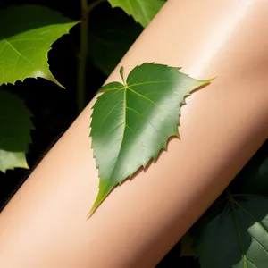 Lush Maple Leaf in Summer Forest