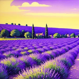 Vibrant Field of Purple Lavender Under Night Sky