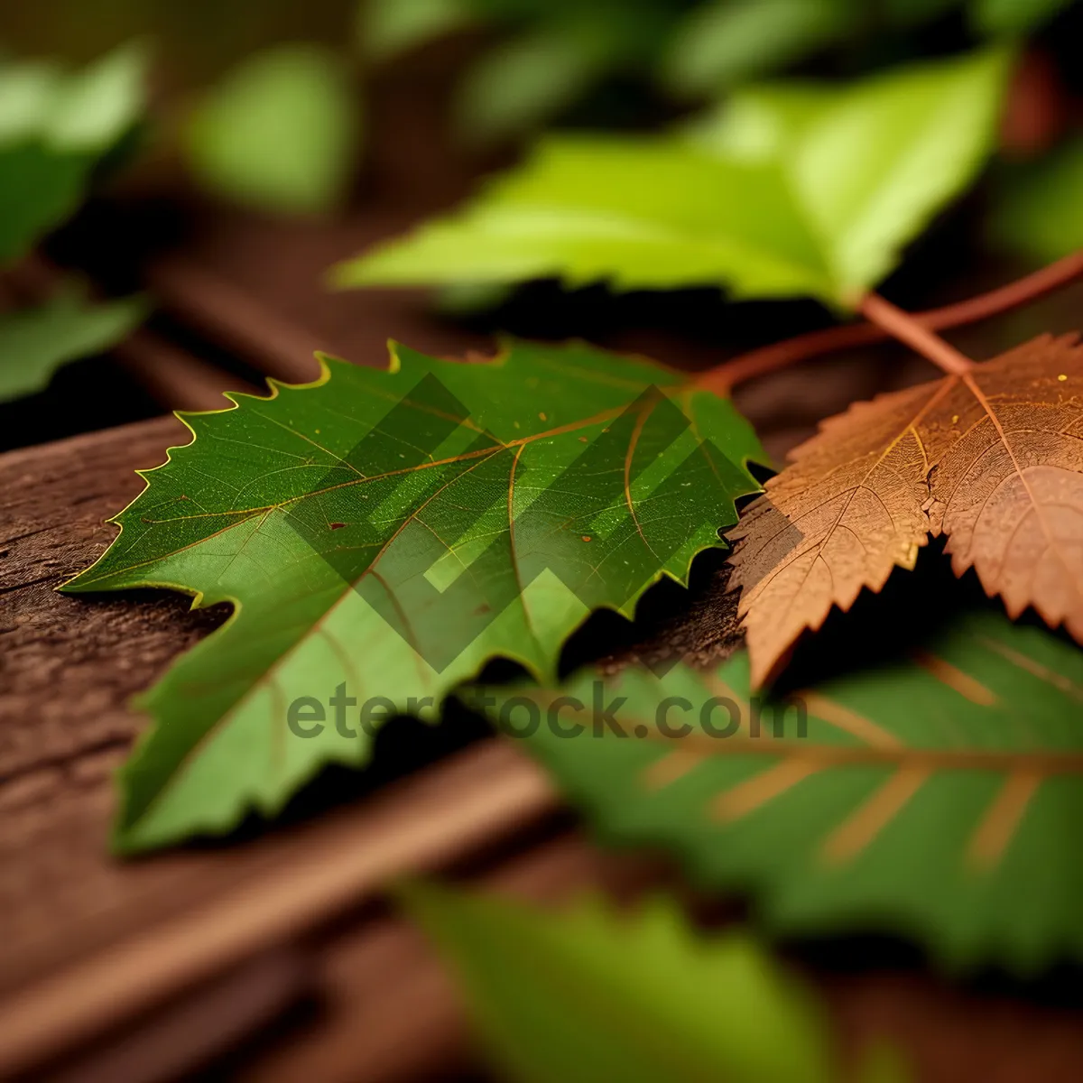 Picture of Colorful Autumn Maple Leaf in Forest