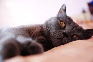 Pretty tabby kitten with curious expression and fluffy fur