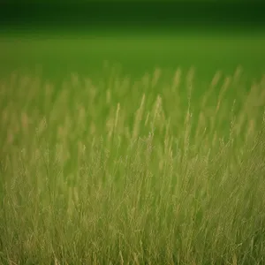 Vibrant Wheat Field in Summer Landscape