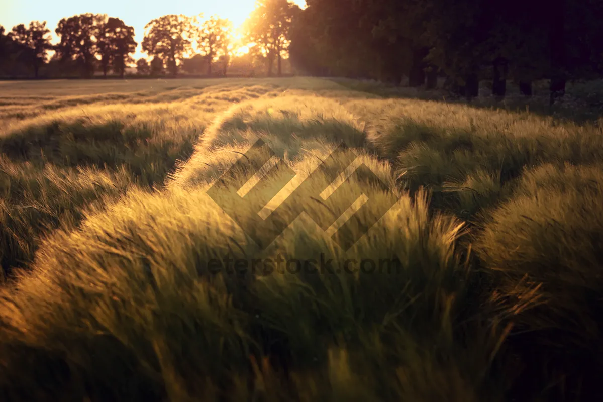 Picture of Golden Harvest on a Sunny Rural Meadow.