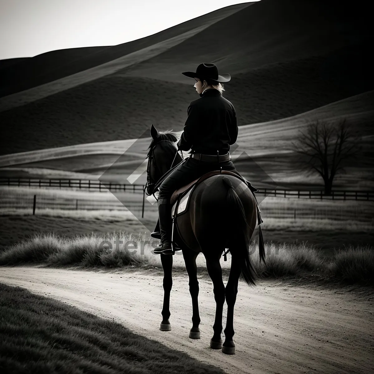 Picture of Stallion Riding with Stock Saddle - Equestrian Sport