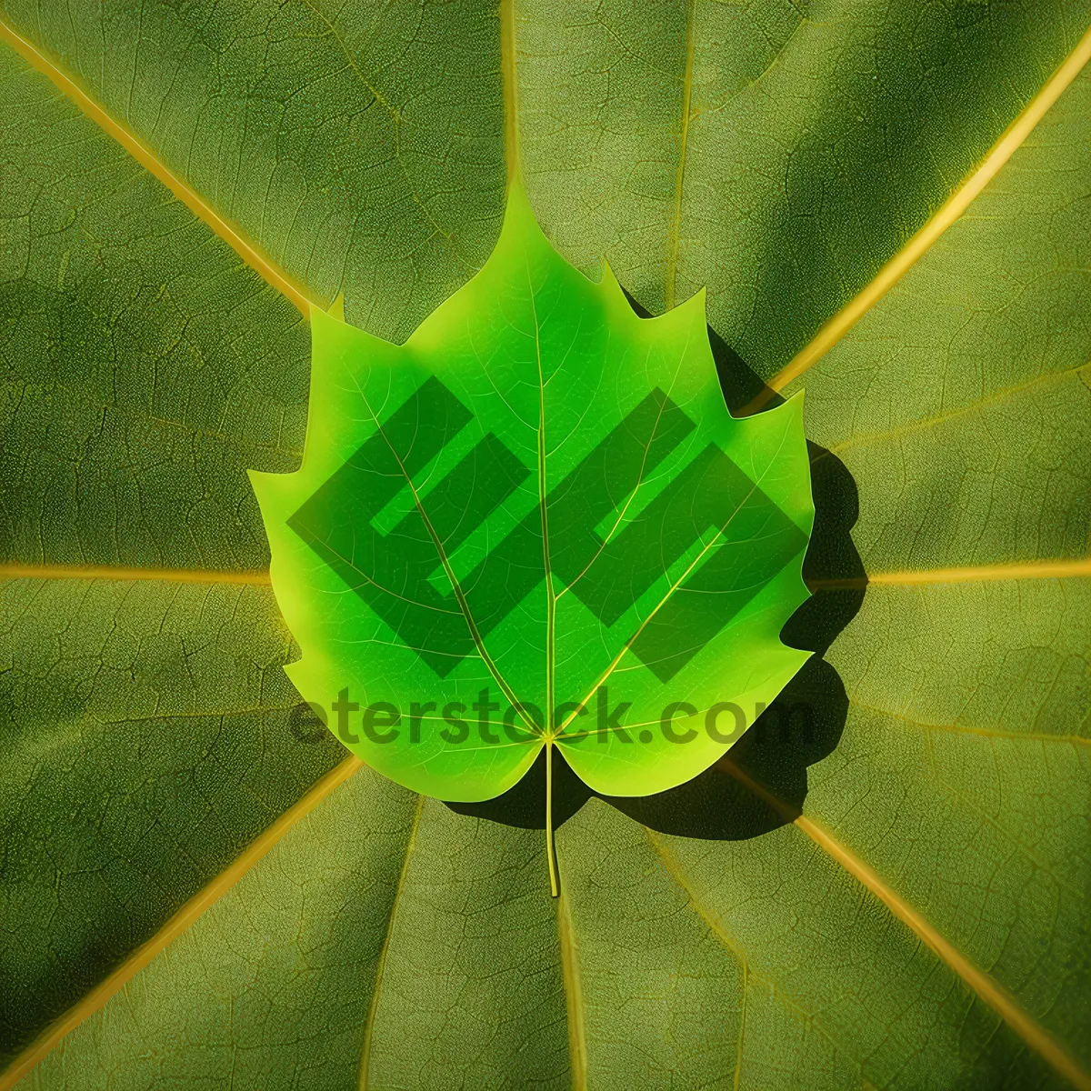 Picture of Bright Spring Foliage: Close-Up of Arboreal Arum Leaf