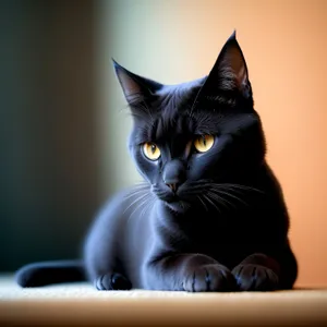 Furry and Fluffy Gray Tabby Kitty with Curious Eyes