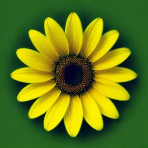 Vibrant Sunflower Bloom in Bright Yellow