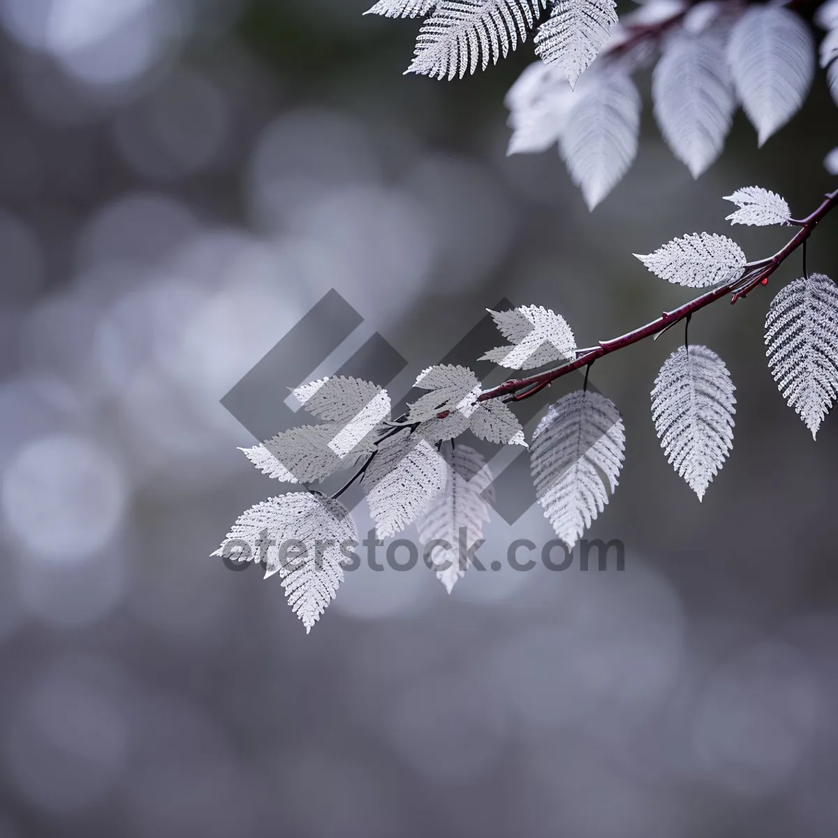 Picture of Blossoming almond tree under spring sky