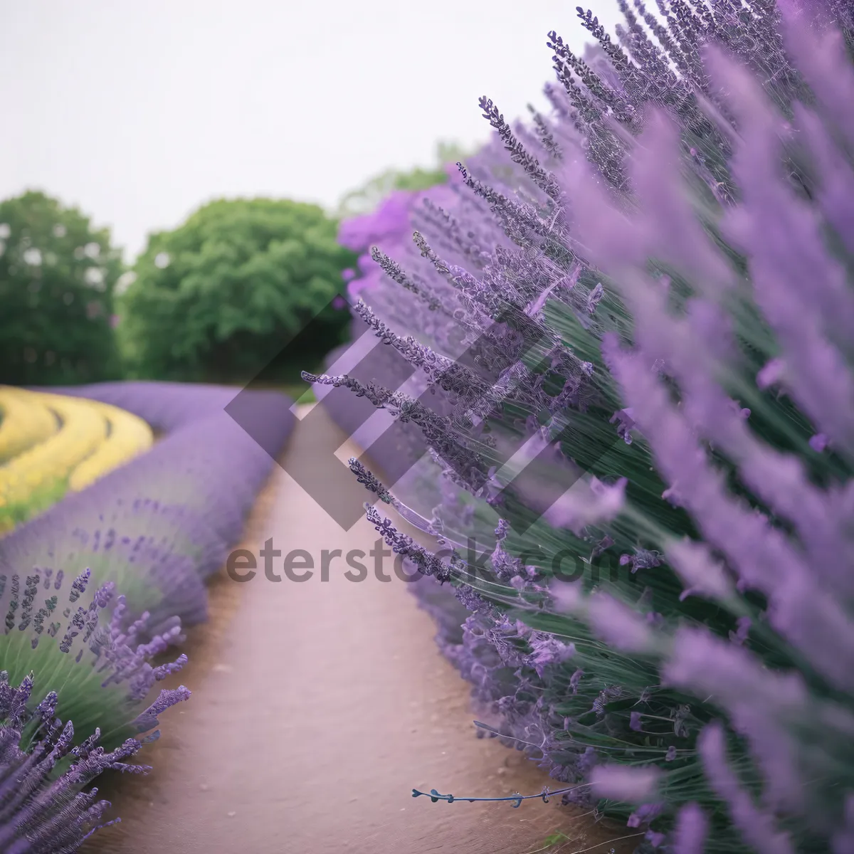 Picture of Lavender Blossom: Woody Plant with Purple Flowers