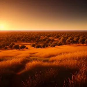 Golden Horizon: Sunlit Dunes and Rural Landscape