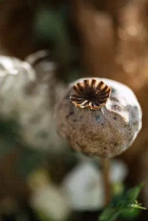 Gastropod mollusk feeding on plant invertebrate mushroom.