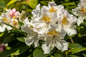 Blooming cherry tree in summer garden