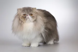 Gray Kitten with Curious Eyes and Fluffy Fur