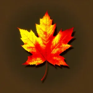 Vibrant Maple Leaf in Autumnal Colors