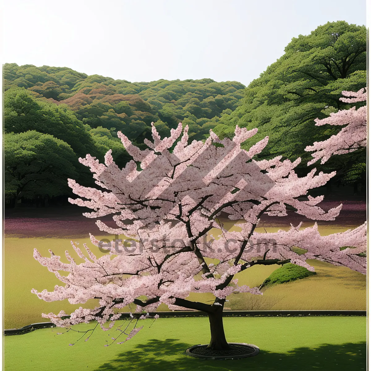 Picture of Lush Green Park with Majestic Oak Tree