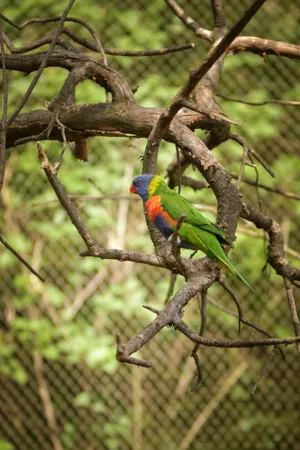 Colorful Tropical Macaw Bird in Exotic Park Setting