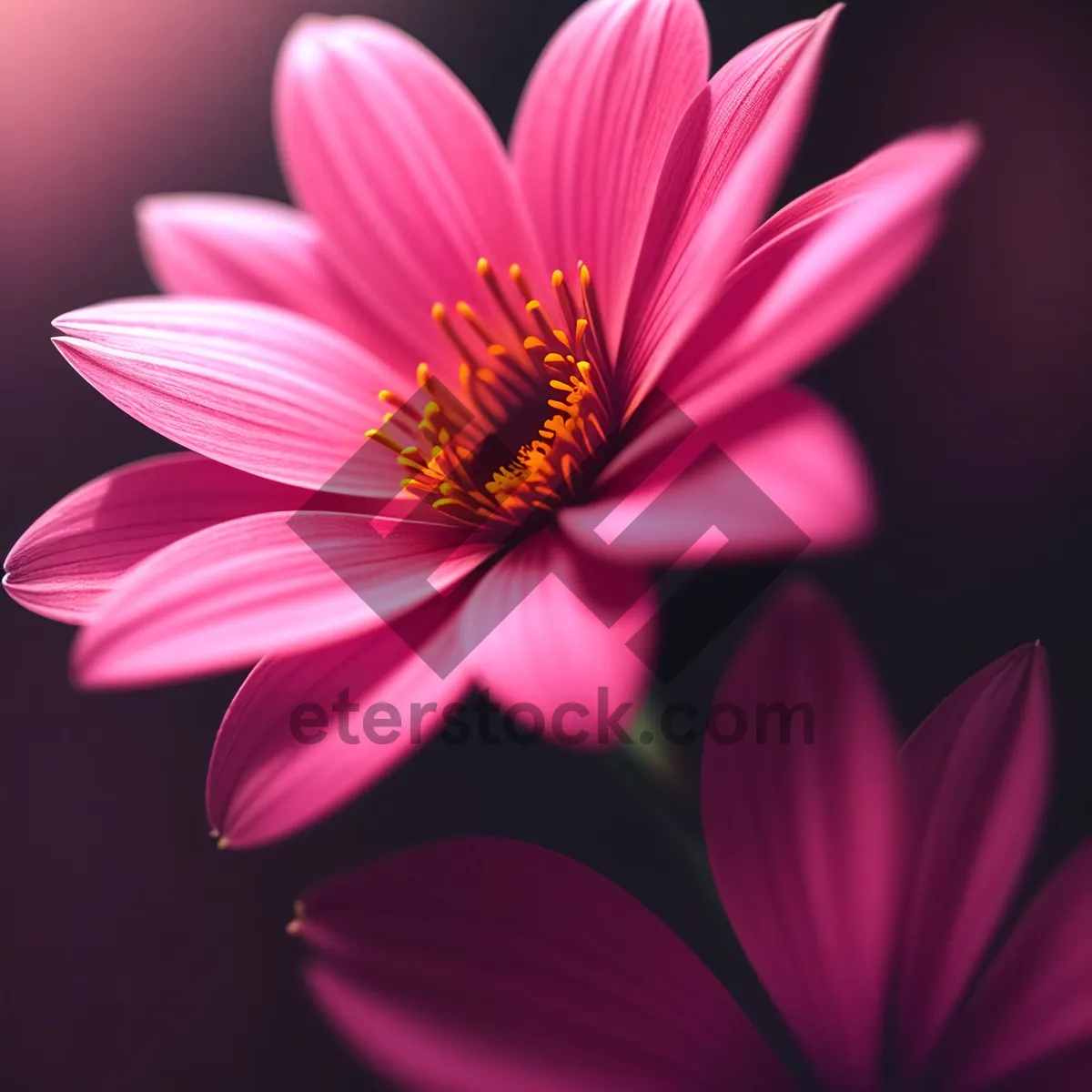 Picture of Vibrant Daisy Blossom in Pink and Yellow