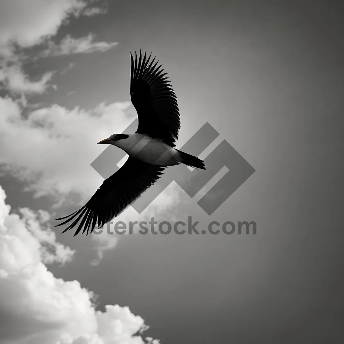 Picture of Graceful Flight of Aquatic Birds in the Sky