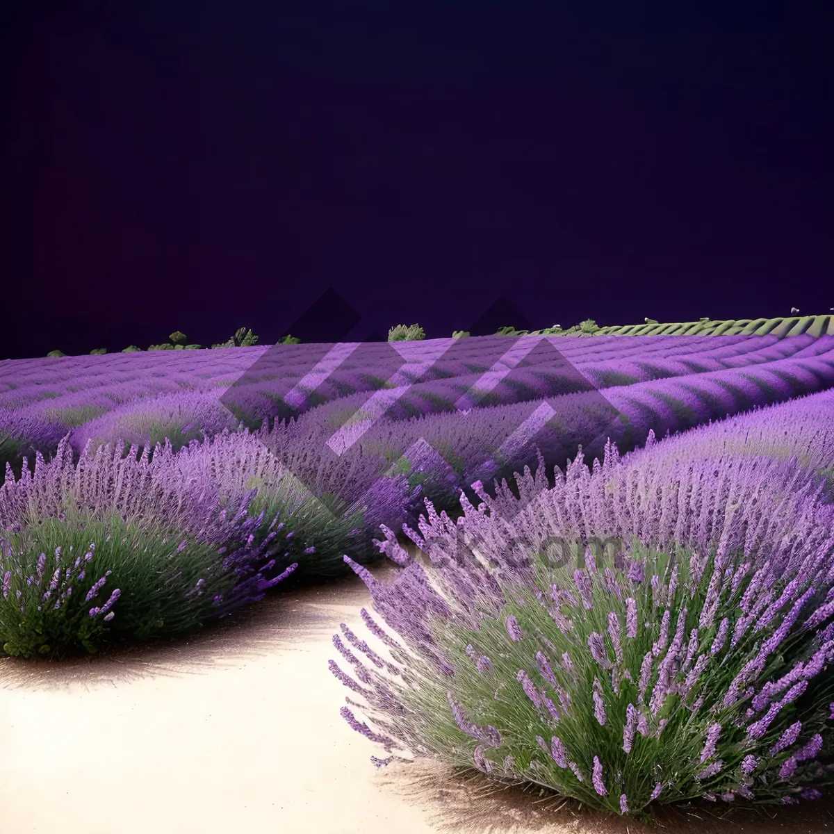 Picture of Lavender Velvet Flower: Colorful Houseplant in Aquatic Field