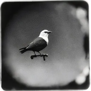 Wildlife Wings: Majestic Dove in Flight