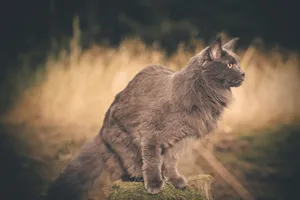 Cute domestic feline with whiskers and furry ears