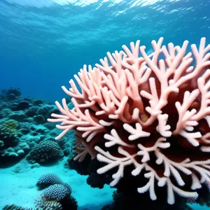 Colorful Anemone Fish in Tropical Coral Reef