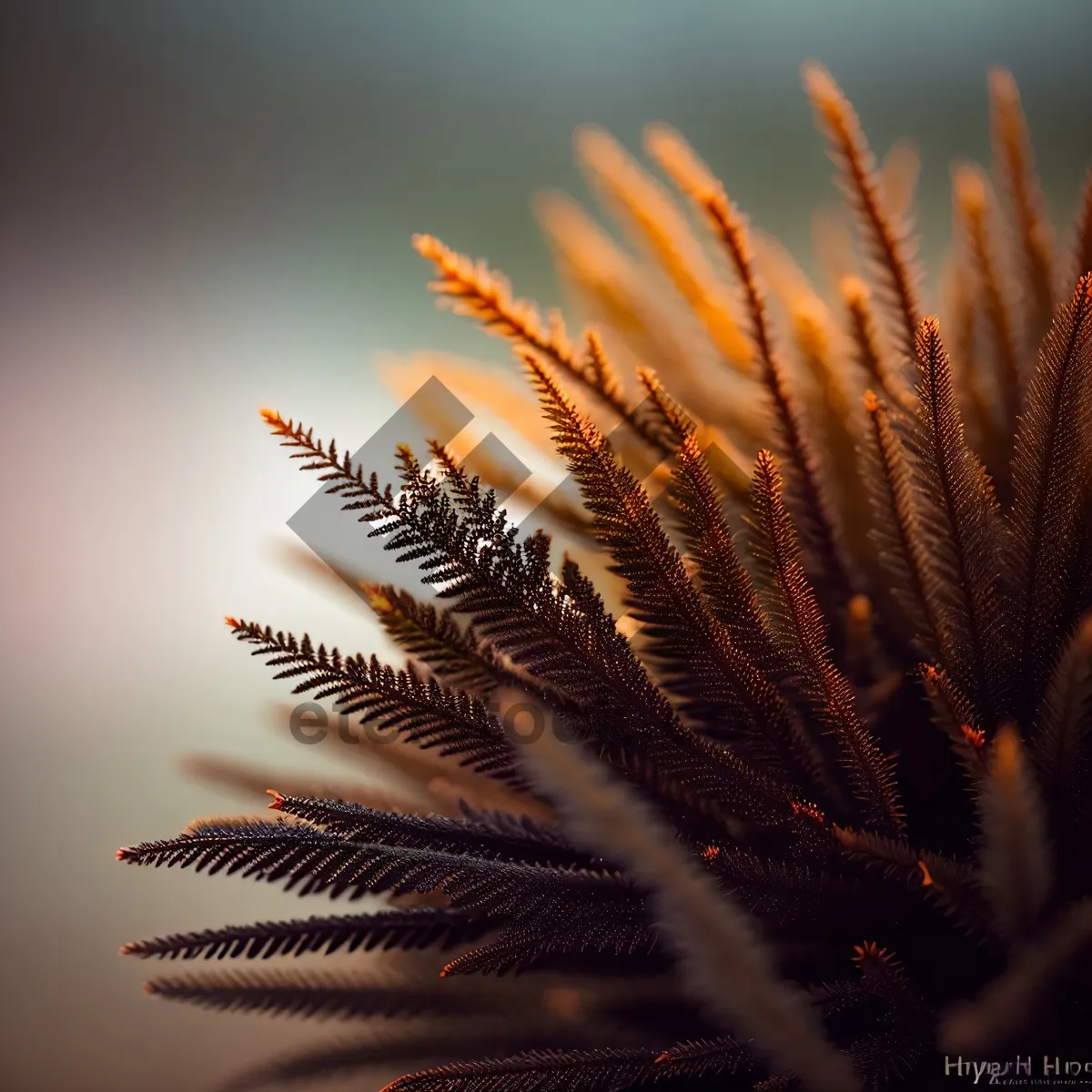 Picture of Feather Star: Echinoderm Invertebrate with Brush-Like Arms