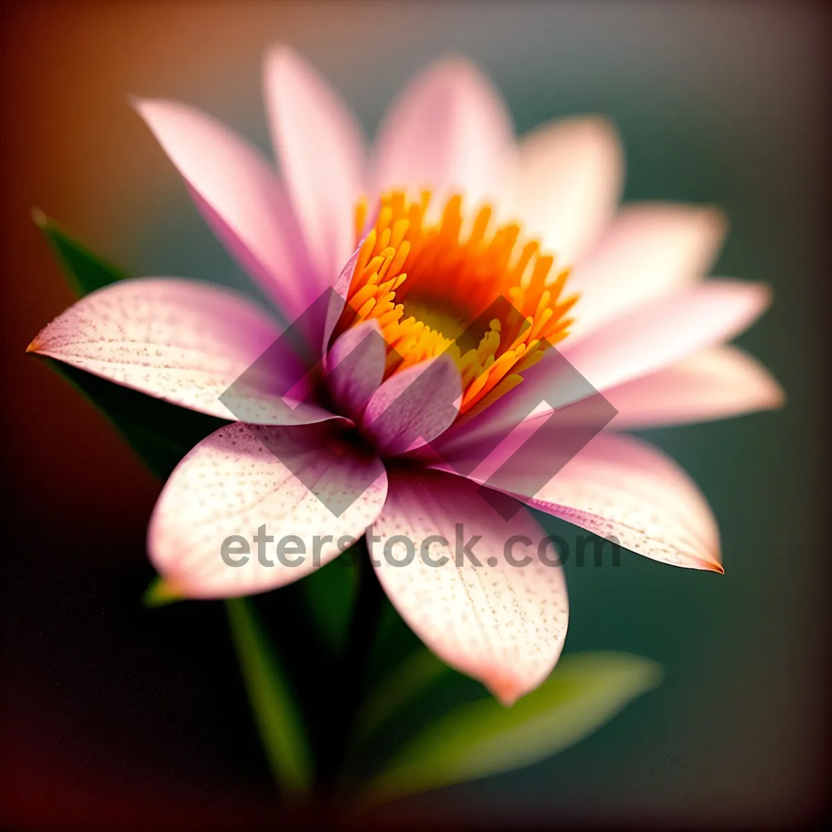 Picture of Tropical Lotus Blossom in Pink