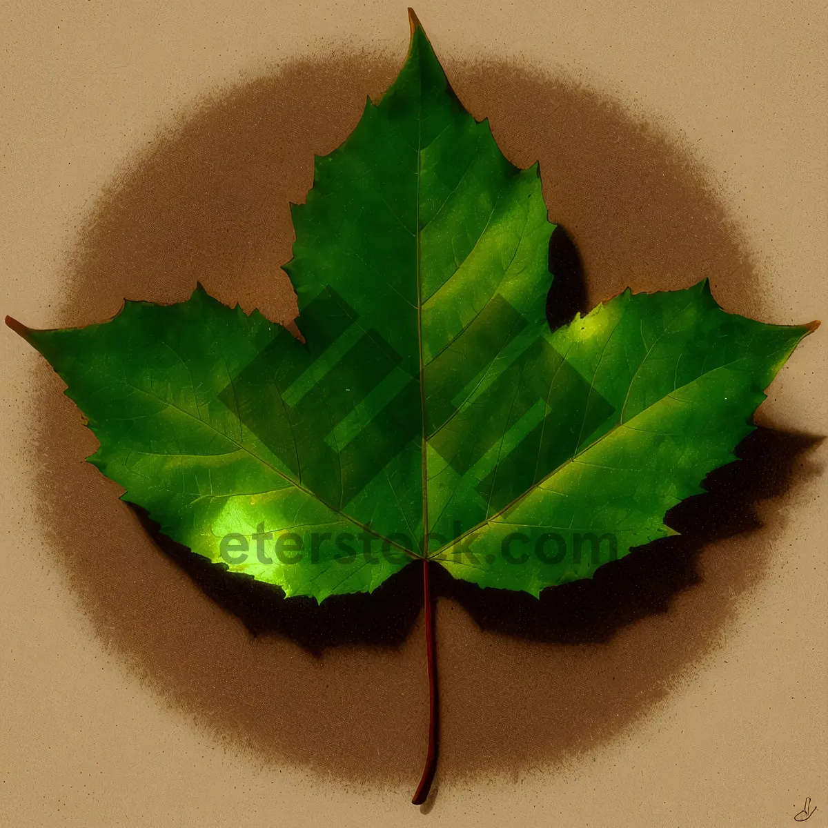 Picture of Fresh Organic Parsley Leaf - Autumn Garden Herb