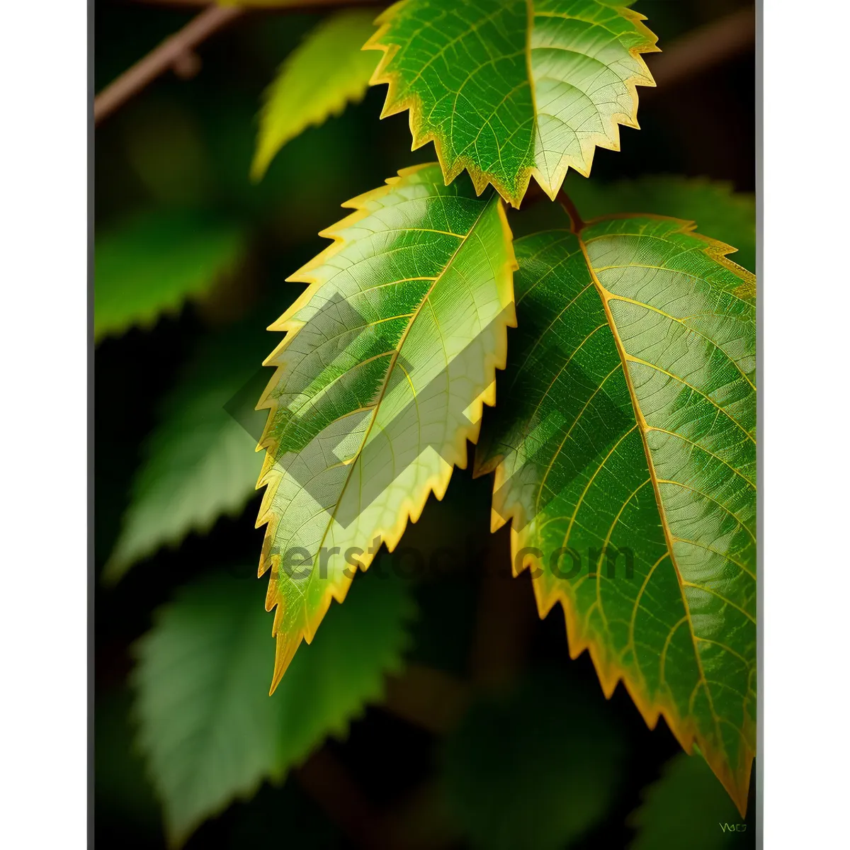 Picture of Lush Elm Leaves in Sunlit Forest