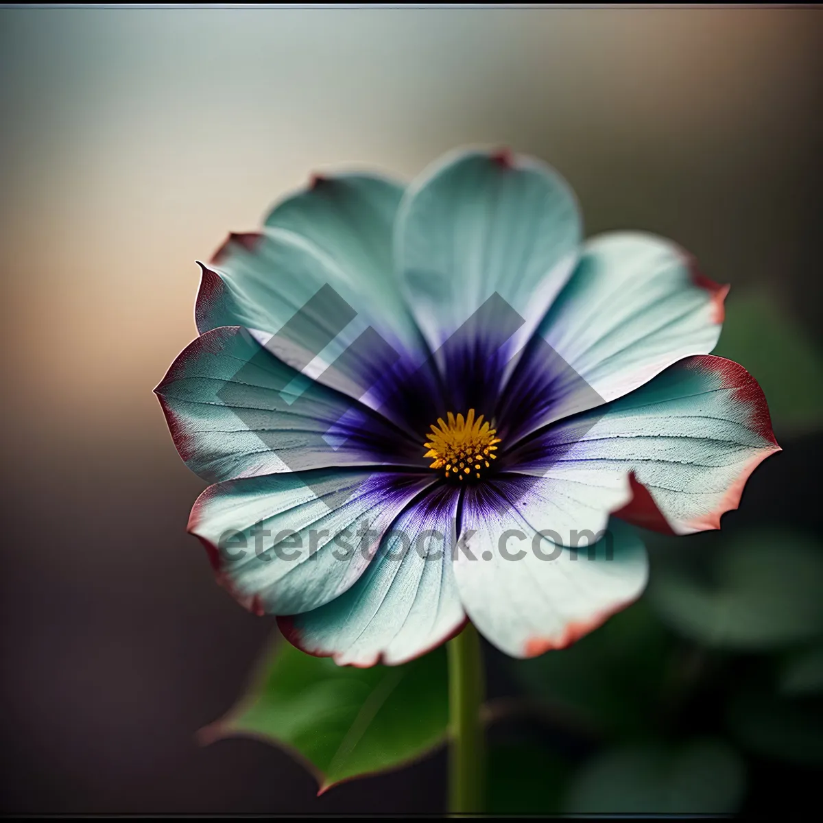 Picture of Bright Pink Flax Blossom in Summer Garden