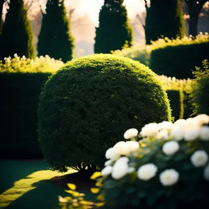 White Bridal Wreath Shrub in Grass Ball