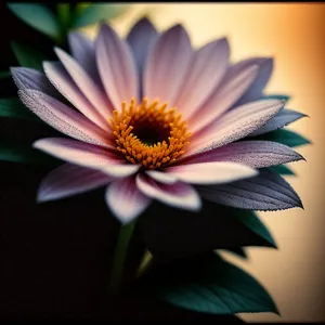 Bright Summer Daisy Blossom in a Colorful Garden