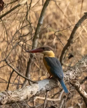 Water bird with long bill and colorful feathers