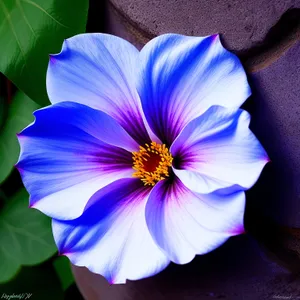 Blooming Pink Viola in Garden