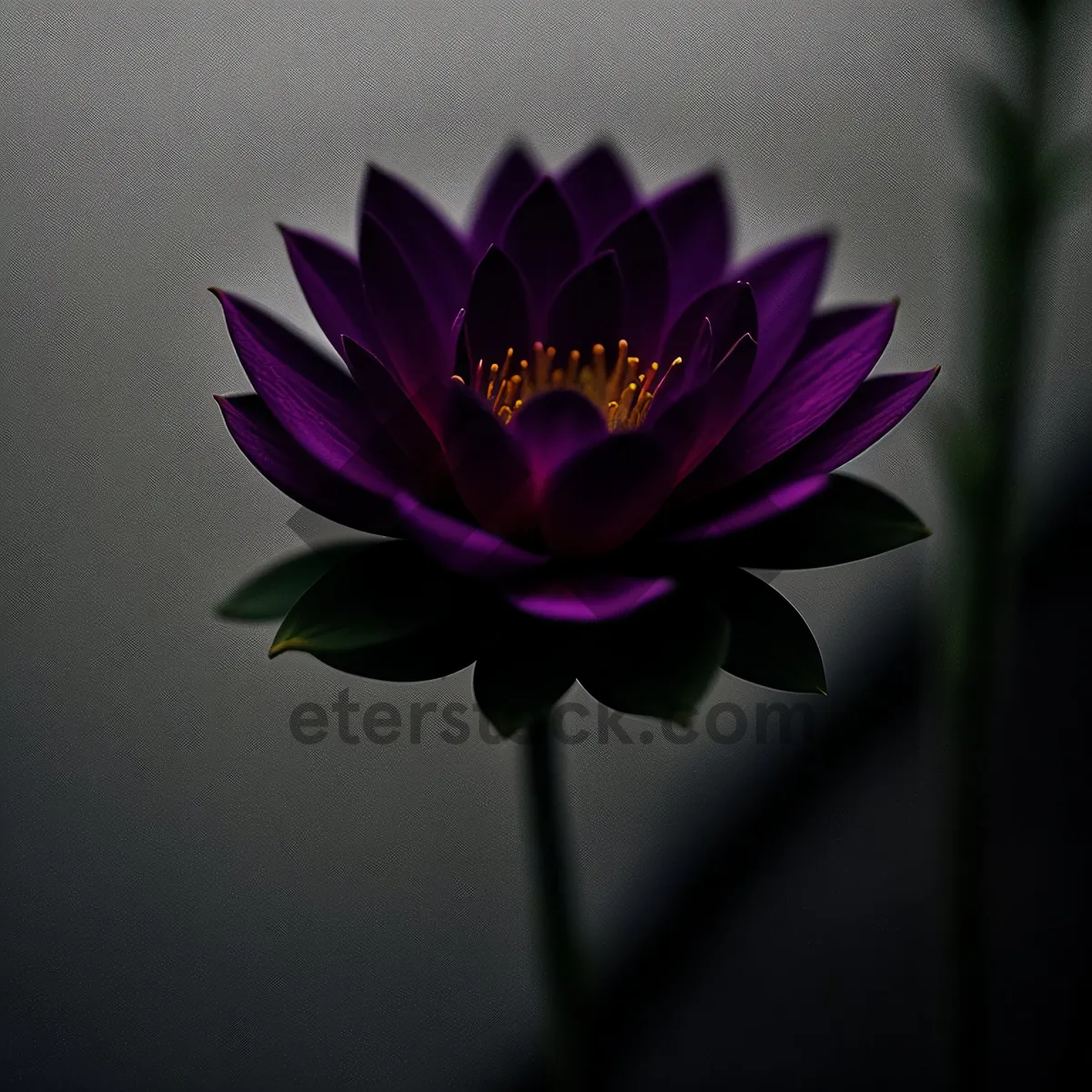 Picture of Pink Lotus Blossom in Blooming Garden