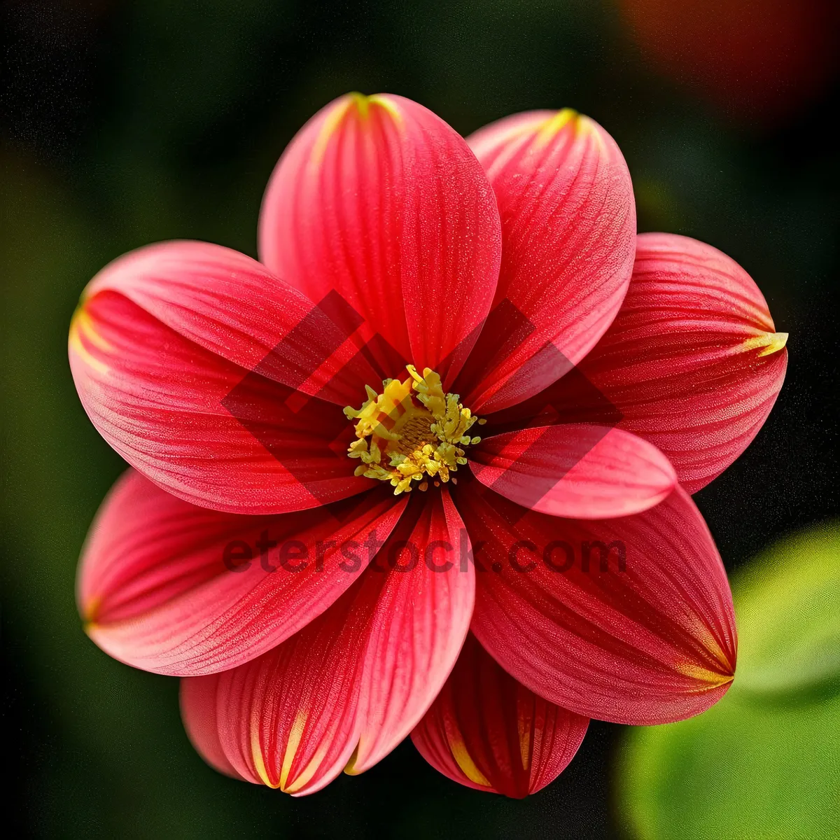 Picture of Pink Daisy Blossom in Summer Garden