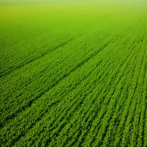 Vibrant Green Meadow in Full Bloom