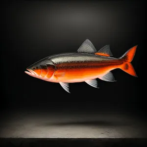 Colorful Orange Fish Swimming in Aquarium