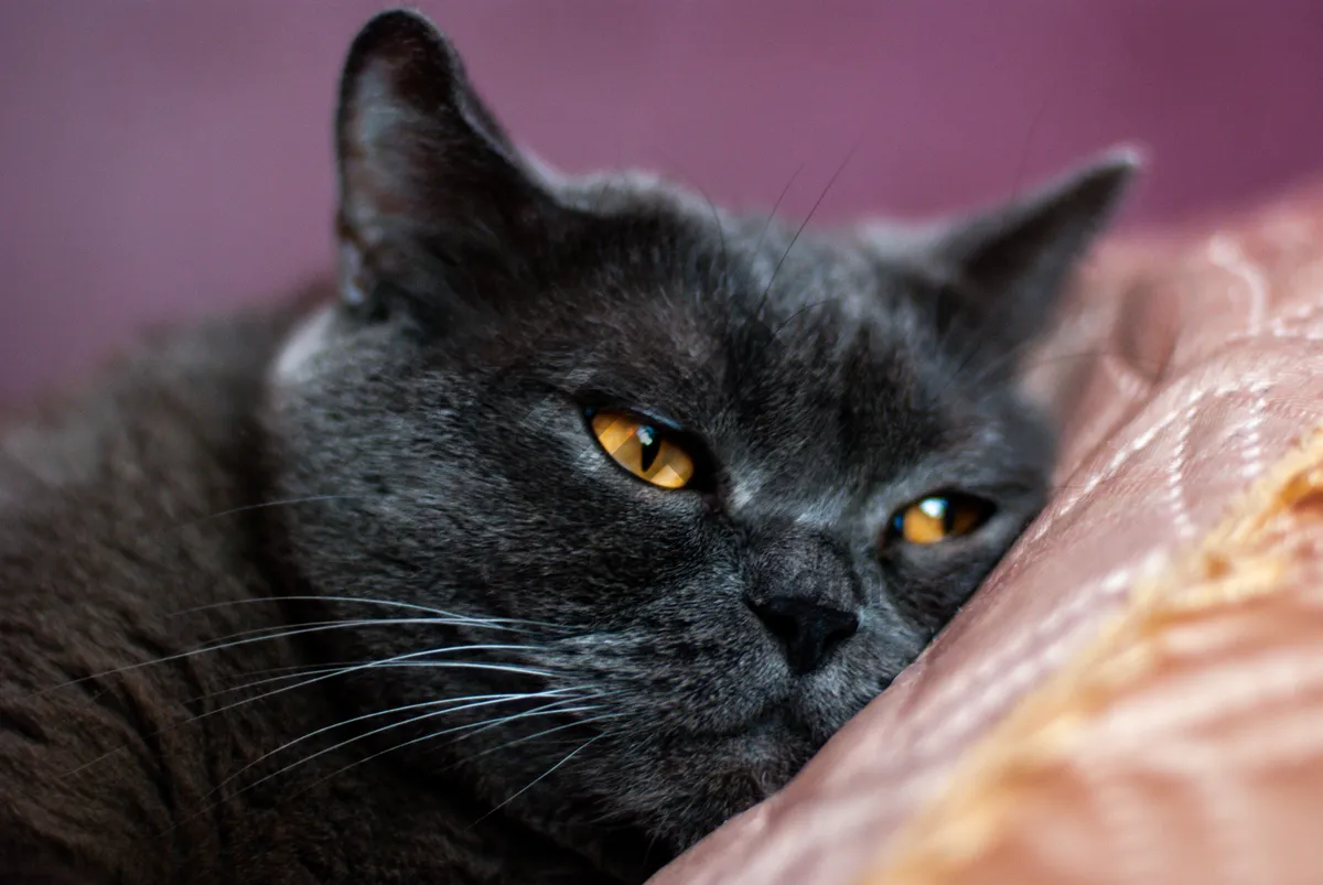 Picture of Adorable gray kitten with curious eyes and fluffy fur