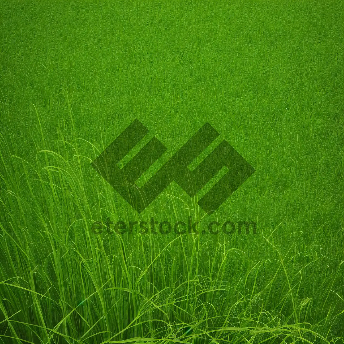 Picture of Vibrant Rice Field in Lush Meadow