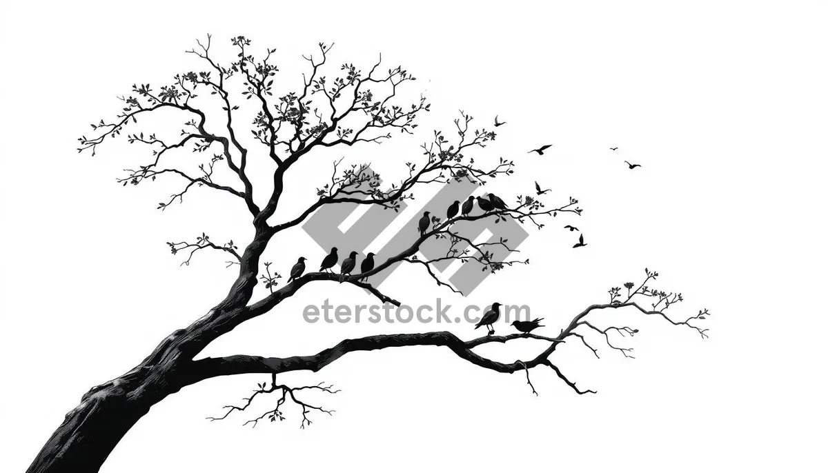 Picture of Black Oak Tree Branch Silhouette in Winter Season