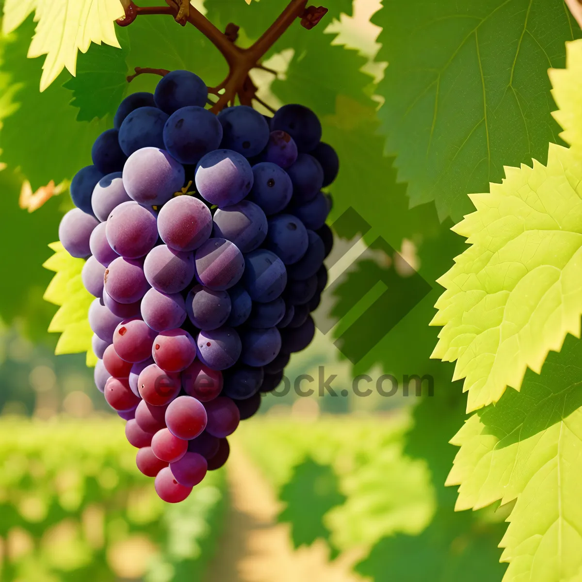 Picture of Autumn Harvest: Ripe, Juicy, Organic Grape Cluster