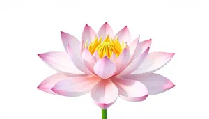 Colorful bright pink lotus flower icon set.