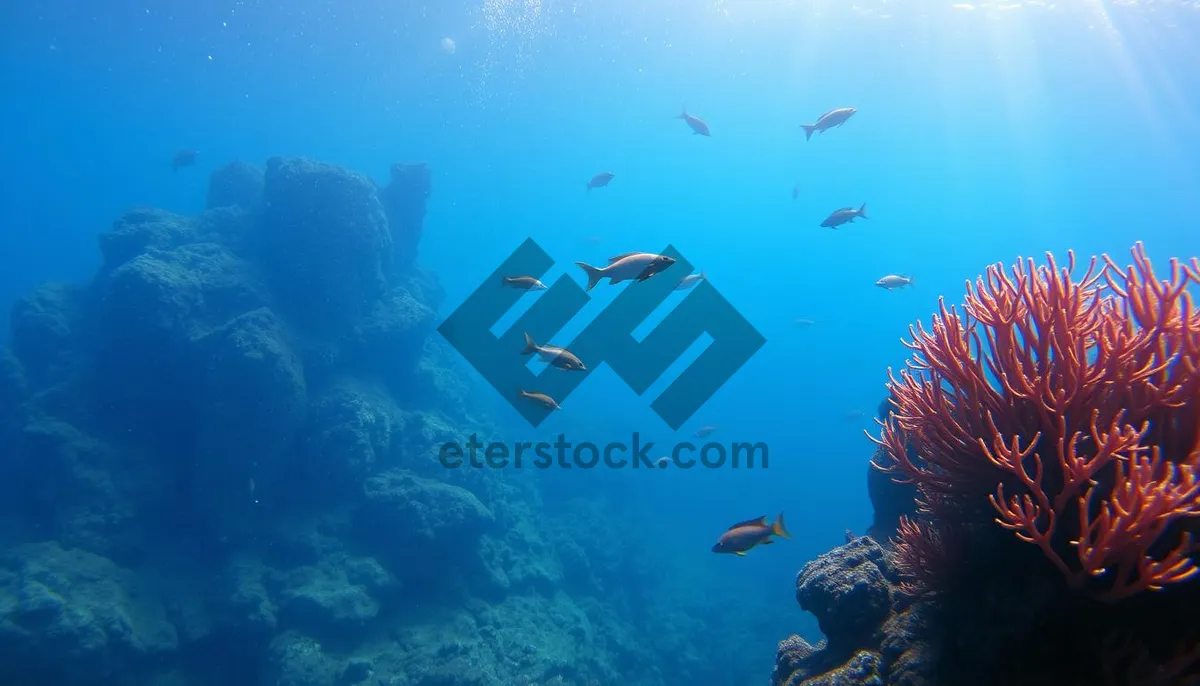 Picture of Colorful Tropical Ocean Coral Reef Diving Scene Underwater