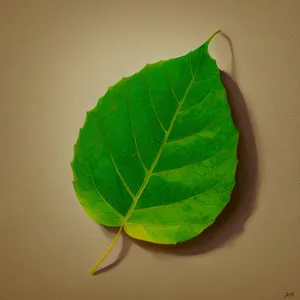 Vibrant Spring Leaves on Fig Tree