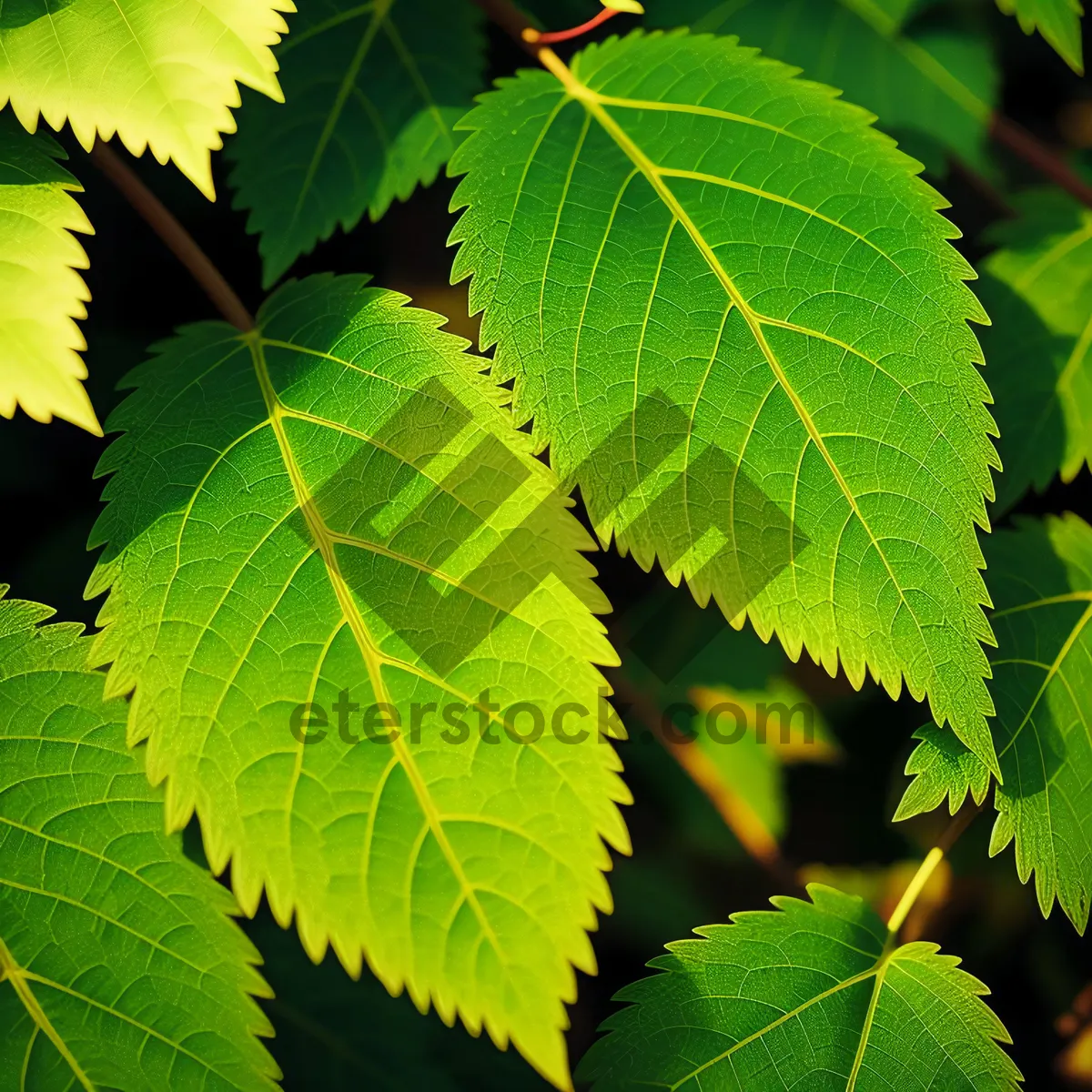 Picture of Serene Summer Forest with Vibrant Foliage