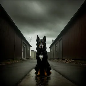 Regal Black Shepherd Dog- Portrait of a Loyal Watchdog