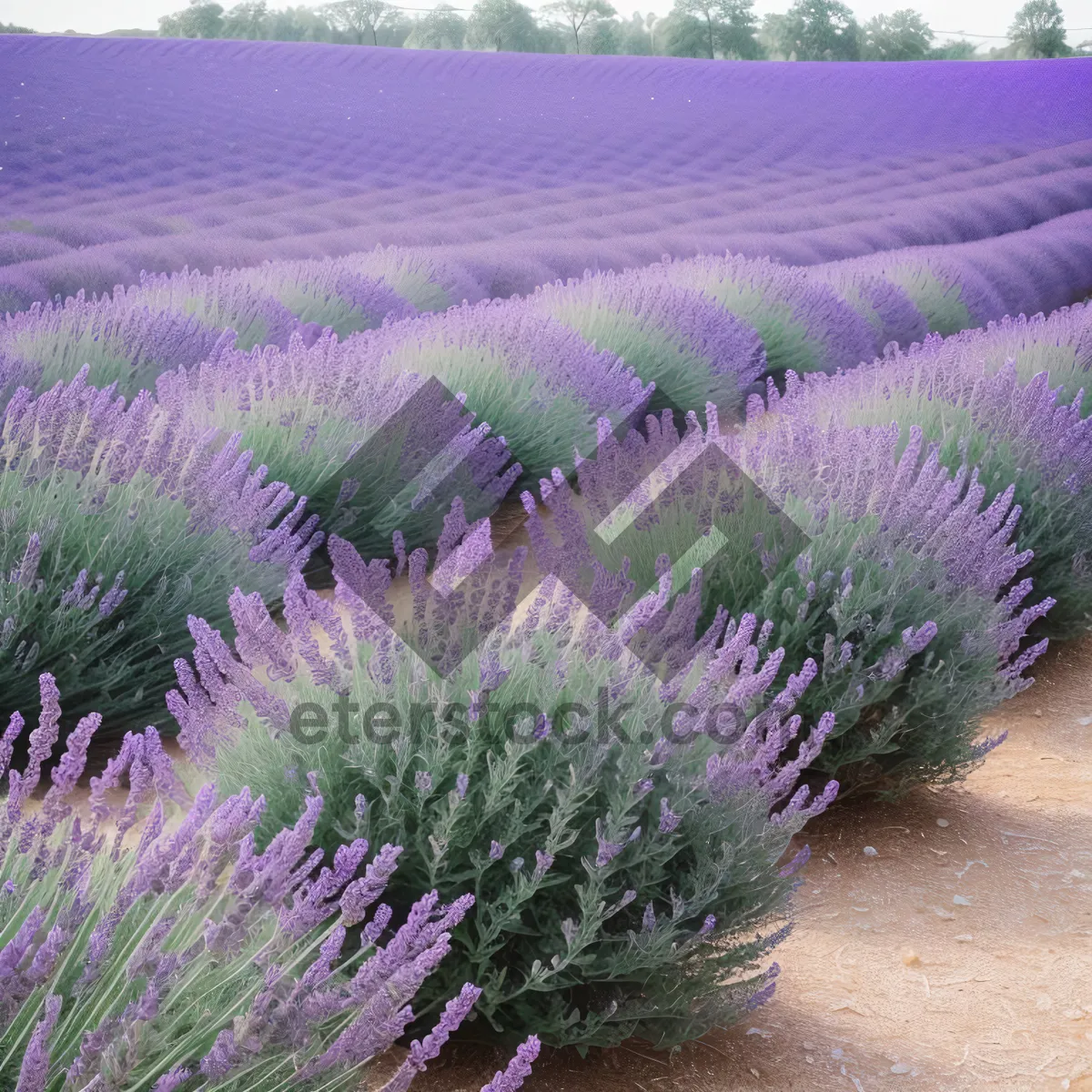 Picture of Lavender Blooms in Rural Meadow