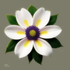 Blooming Daisy - A Delicate White Floral Blossom